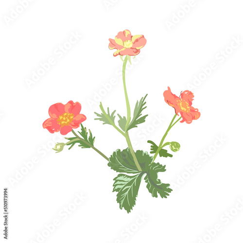 Vector flowers isolated on white background red Adonis flowers with leaves design element