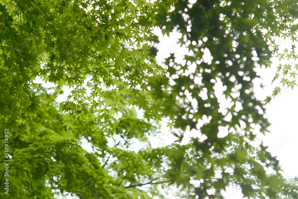 Obraz premium 清々しい緑のモミジ