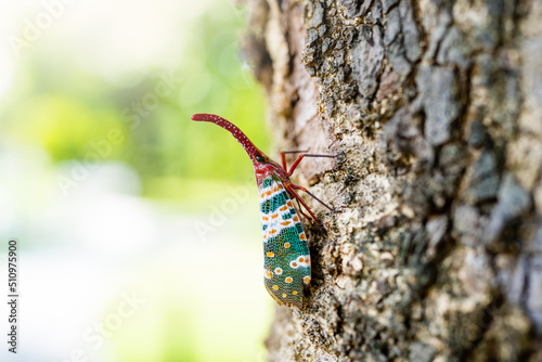 Beautiful Lanternfly Pyrops Candelaria Or Fulgorid Bug, Planthopper Crawling On The Tree At Park In Summer. photo