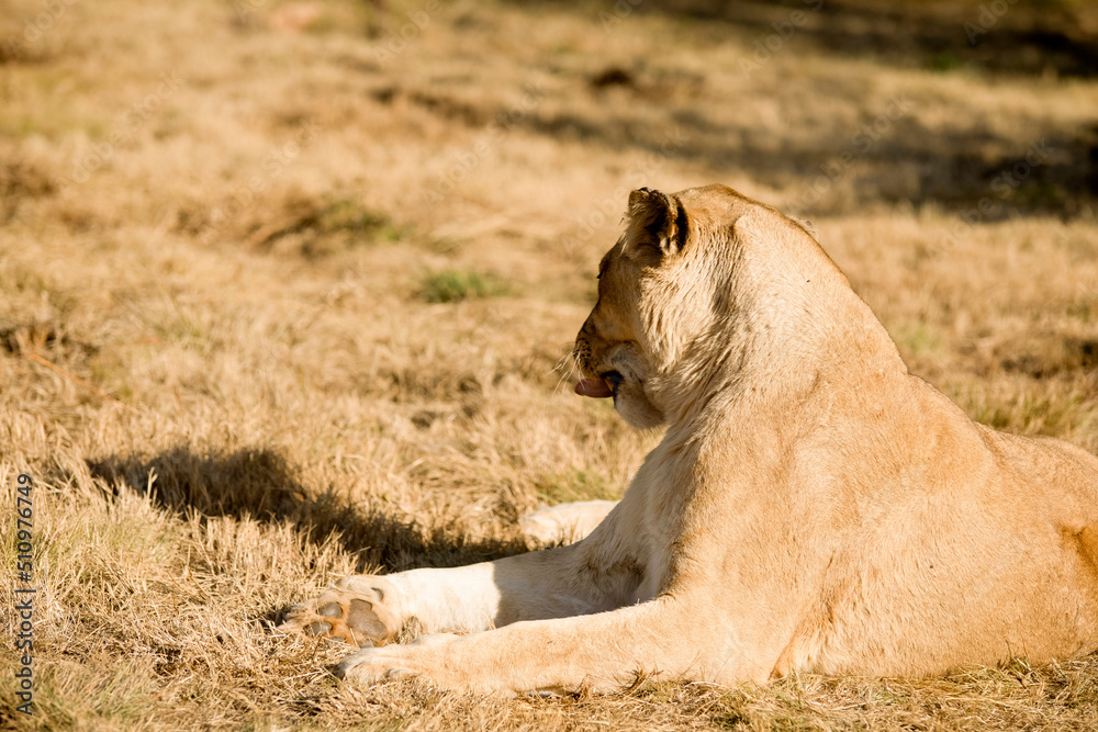 Naklejka premium Lioness sticking out her tongue at the sight of prey in the African savannah of South Africa, one of the most dangerous predators in the world and one of the five largest in Africa.