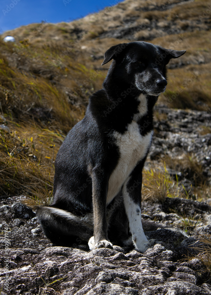 mountain dog mountain dog