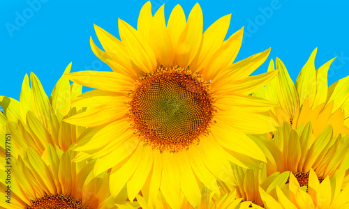 Field of blooming yellow sunflowers 