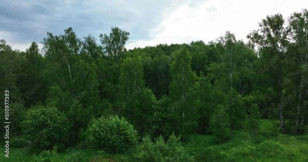 The forest in summer. Birch Grove. Aerial view
The forest in summer. Birch Grove. Aerial view