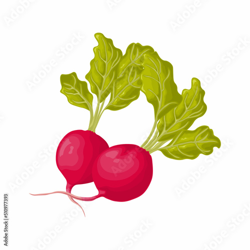 Radish. Image of a ripe radish with leaves. Fresh radish. Vitamin product of the vegetable garden. Organic vegetarian product. Vector illustration isolated on a white background