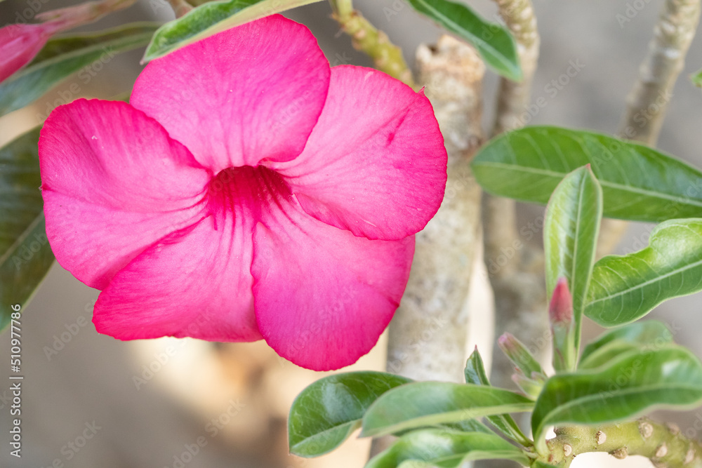 adenium, beautiful natural pink thai flower adenium, beautiful natural pink thai flower