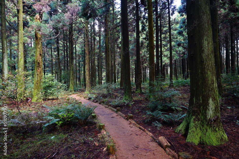 Fototapeta premium pathway through dense cedar forest