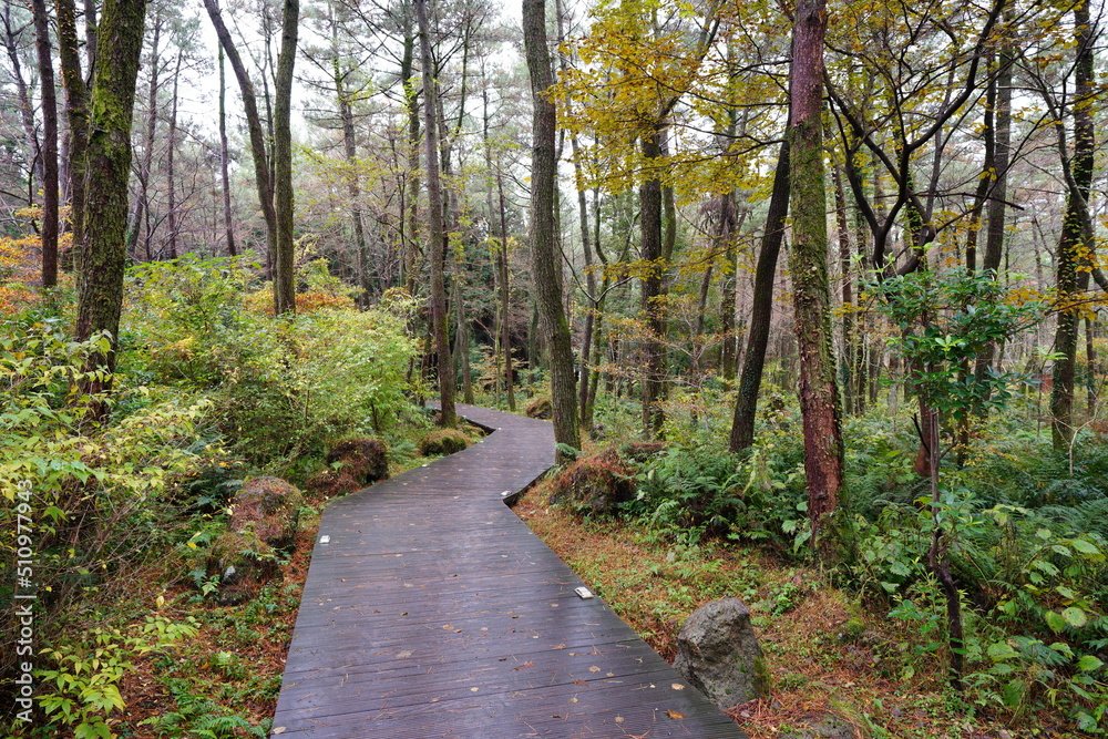 Fototapeta premium rainy boardwalk in autumn forest 