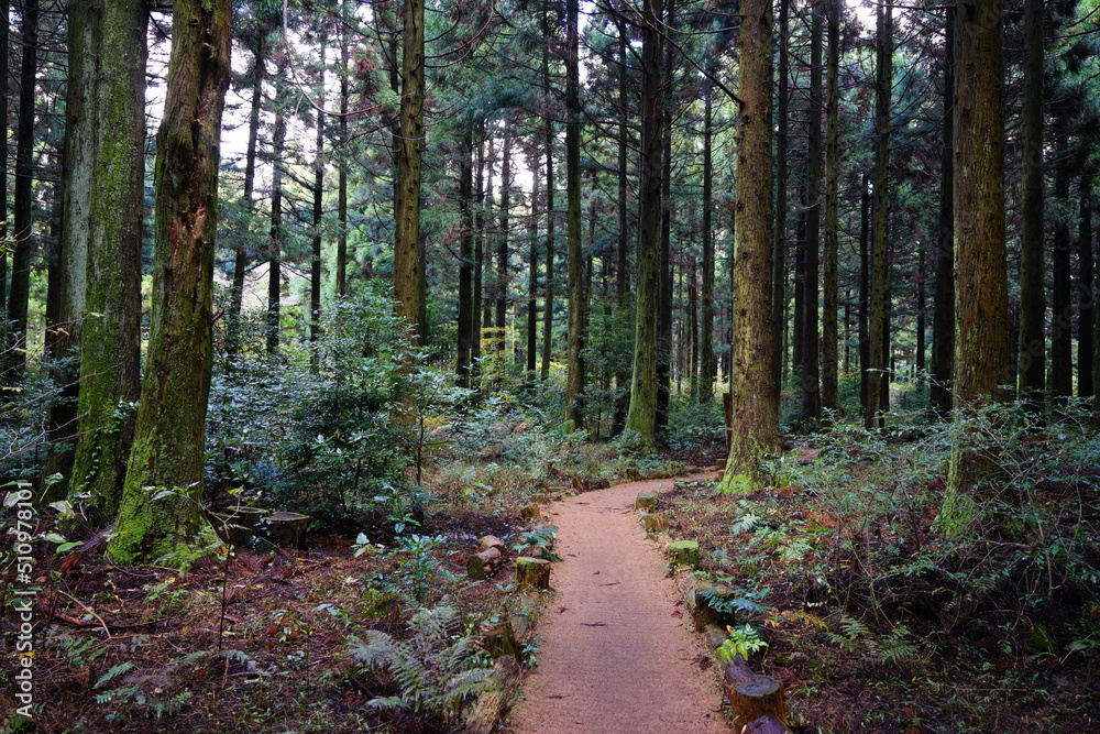 Obraz premium pathway through dense cedar forest