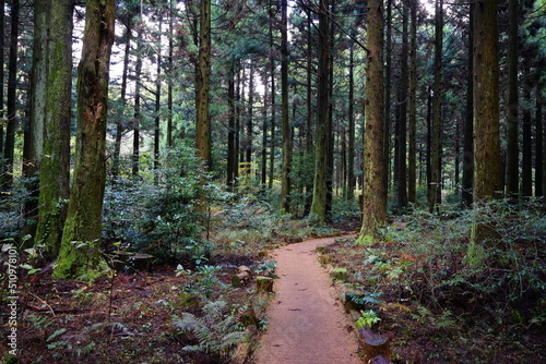 pathway through dense cedar forest © SooHyun