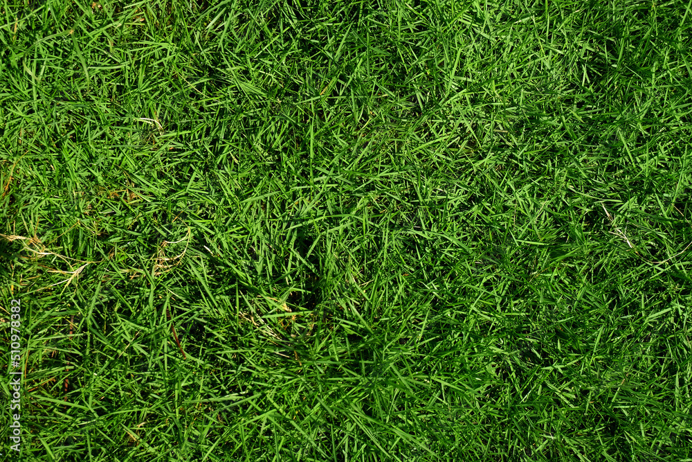 green grass background green grass background