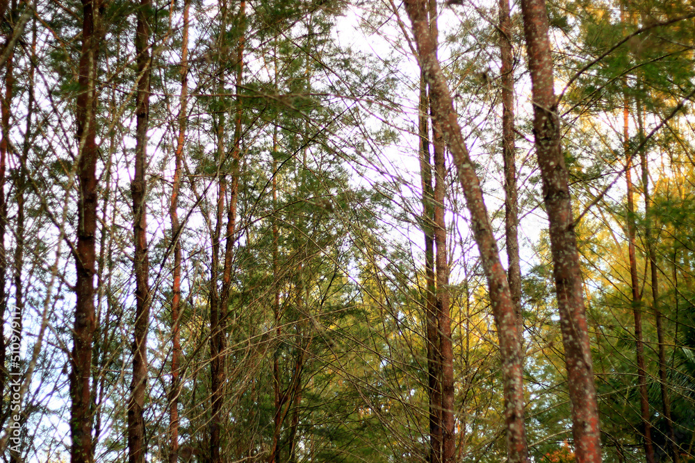 Pine trees are along the road to Lamaru Beach which makes the atmosphere cool and beautiful to the eye. Pine trees are along the road to Lamaru Beach which makes the atmosphere cool and beautiful to the eye.