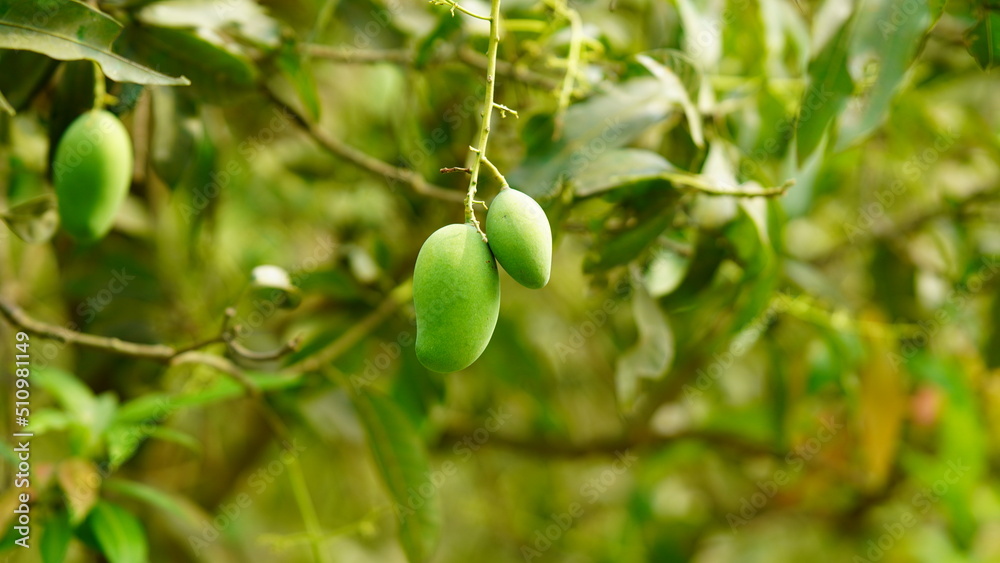 Fototapeta premium Unripe mangoes in the hometown