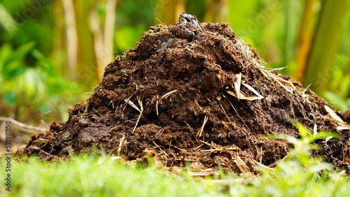 cow dung in the farm photo