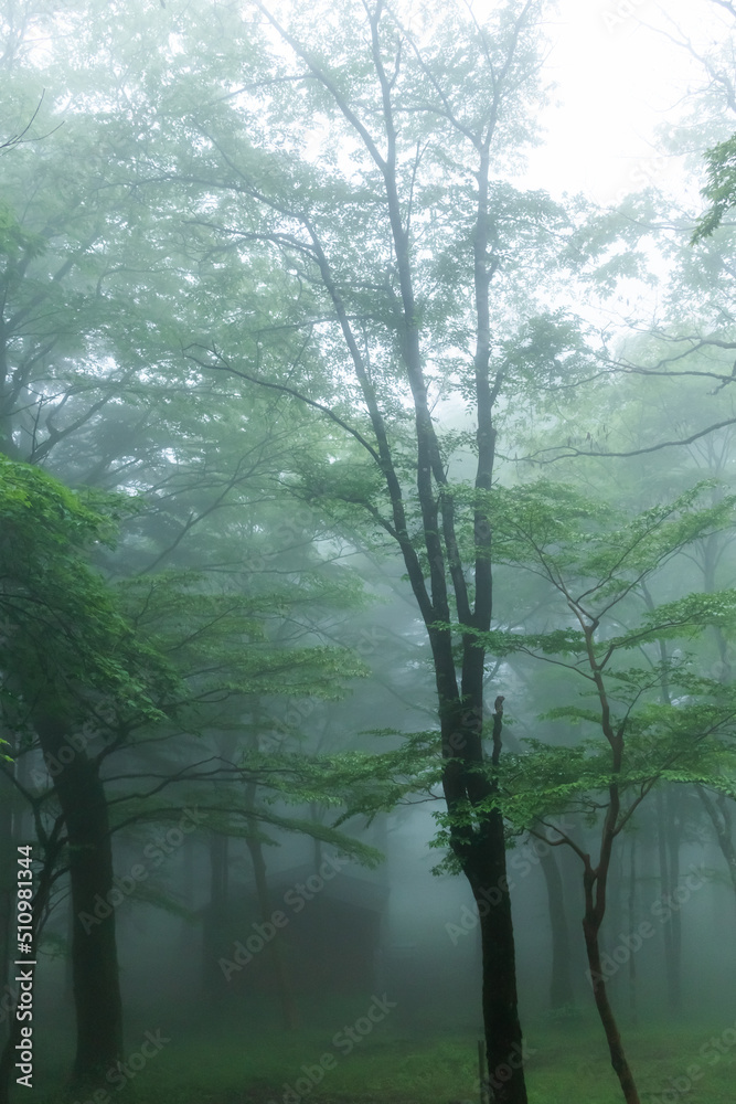 Naklejka premium 霧の新緑の森 Photo of foggy fresh green forest
