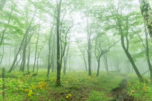 Fototapeta Naklejka Na Ścianę i Meble -  霧の新緑の森　Photo of foggy fresh green forest