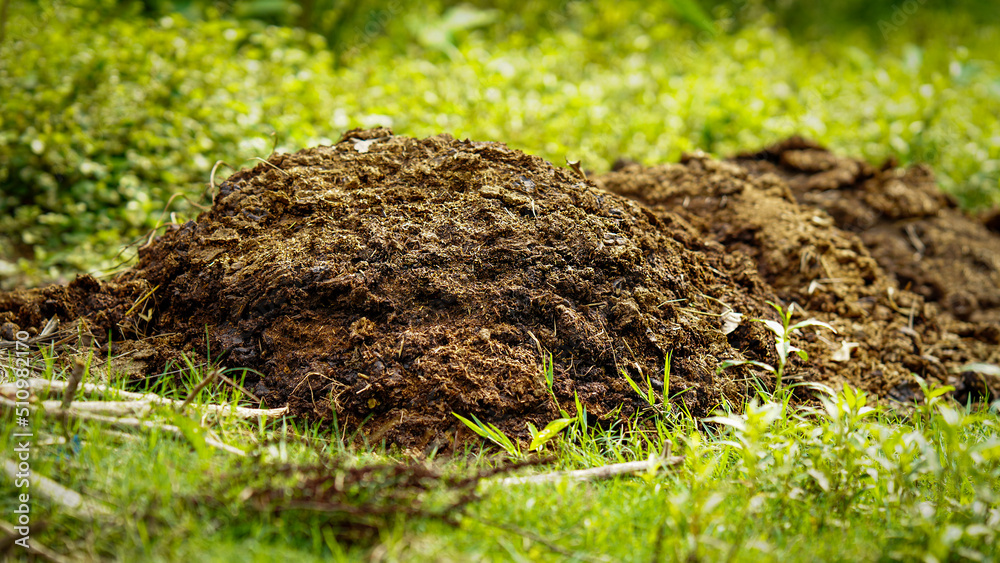 cow dung in the farm cow dung in the farm