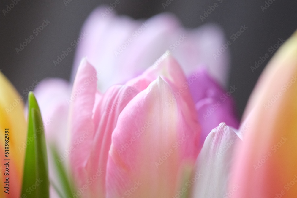 Multicolored bunch of tulip flowers close-up, selective focus. Defocused nature background. Tulip bouquet with different pastel color flowers. . High quality photo