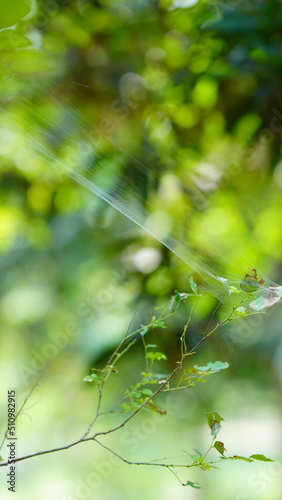 makadi ka jala in the farm photo