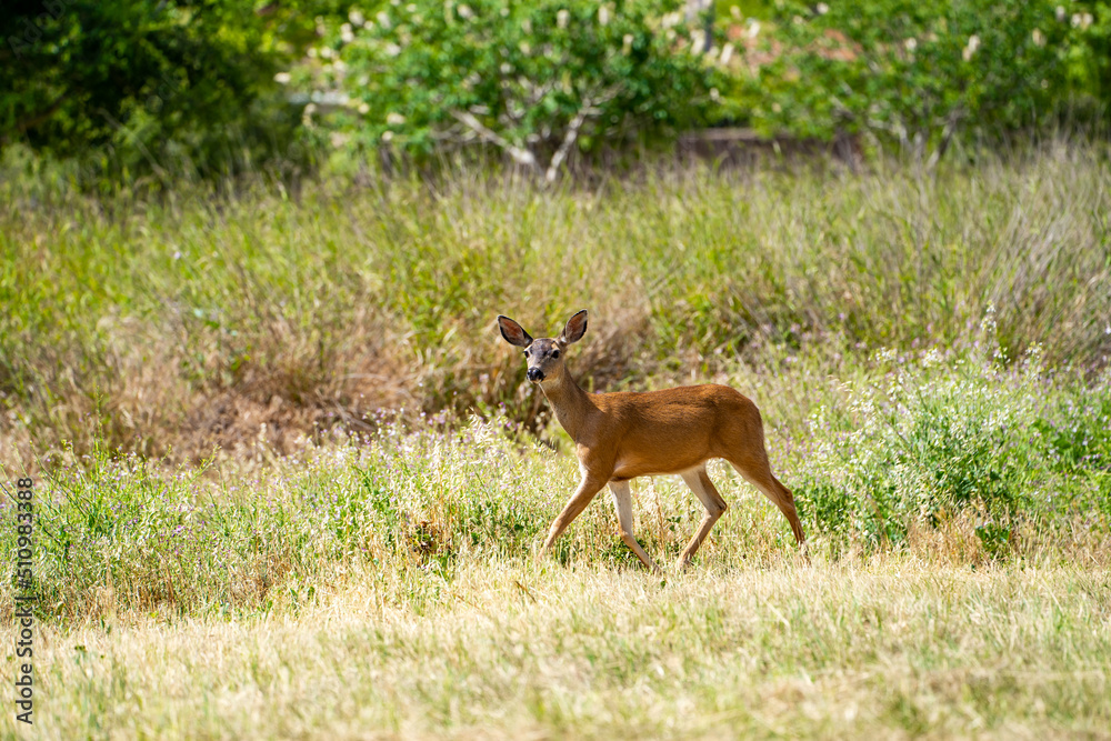 California Mule Deer (Odocoileus hemionus californicus) walking in the field. Beautiful deer in its natural habitat. California Mule Deer (Odocoileus hemionus californicus) walking in the field. Beautiful deer in its natural habitat.
