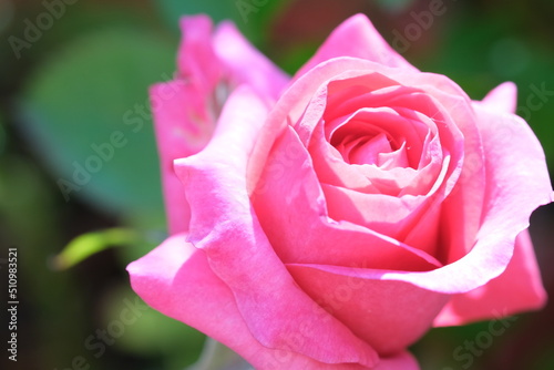 Pink rosebud macro closeup. Fresh rose flower pastel rose colour. Defocused nature background  selective focus. Close-up of rose petals