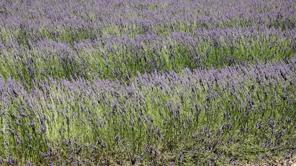 gros plan  de lavande en fleurs