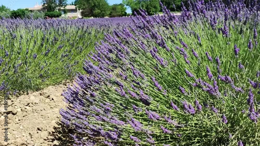 champs  de lavande en fleurs