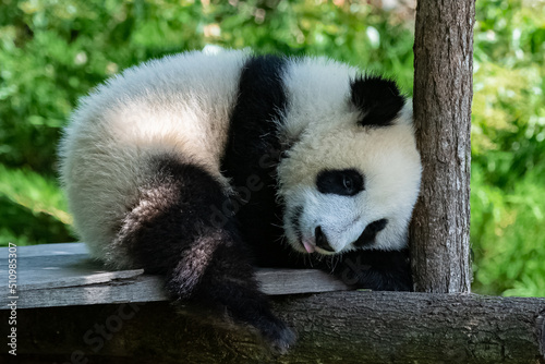 Fototapeta Naklejka Na Ścianę i Meble -  A giant panda, a cute baby panda napping, funny animal
