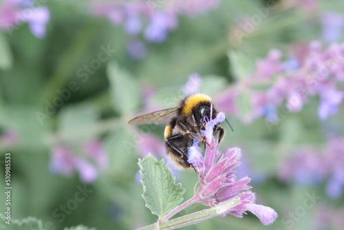 Bee closeup in the flower, macro, selective focus, nature defocused background. Detail of honeybee sitting on the flower. Honey bee collecting pollen from flower blossom. © oksanatukane