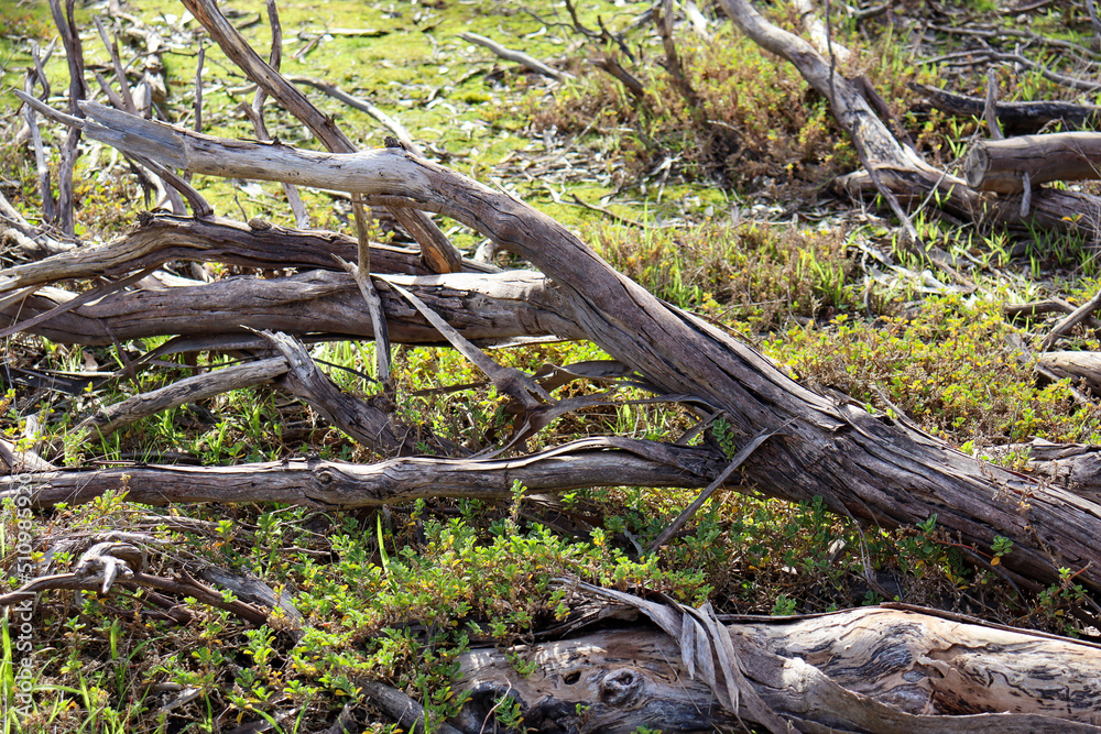 fallen eucalyptus tree branches in bushland fallen eucalyptus tree branches in bushland