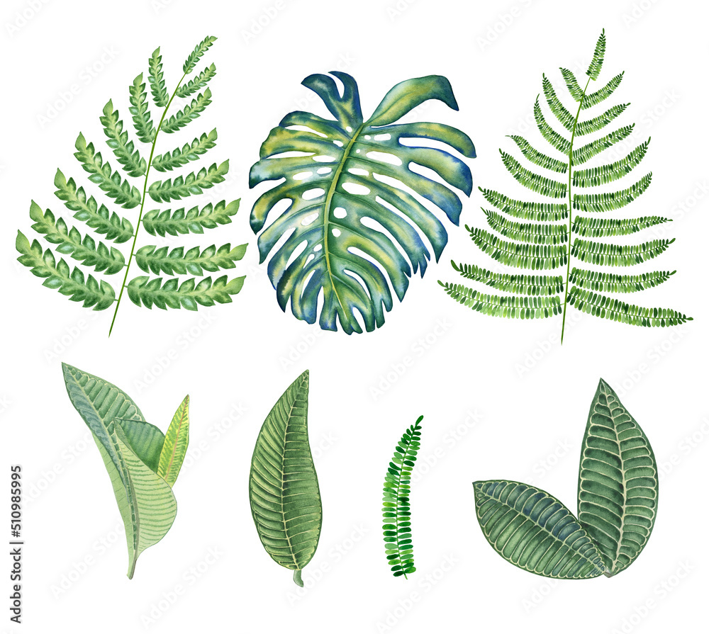 Tropical leaves set watercolor illustration. Green jungle foliage on isolated background. Hand drawn branches of palm trees and exotic bushes. For postcards and wedding design. Floral elements Tropical leaves set watercolor illustration. Green jungle foliage on isolated background. Hand drawn branches of palm trees and exotic bushes. For postcards and wedding design. Floral elements