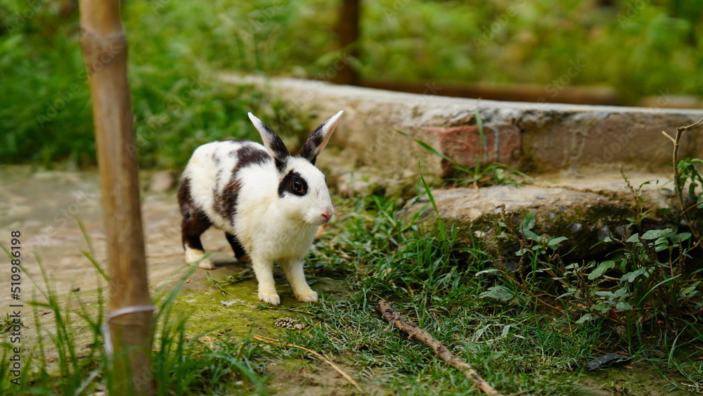 Naklejka premium cute rabbit in the grass