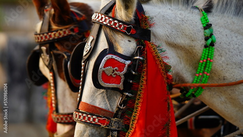 white horse in village image