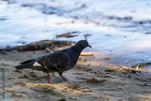 Close-up view of a lone gray dove on the river bank.