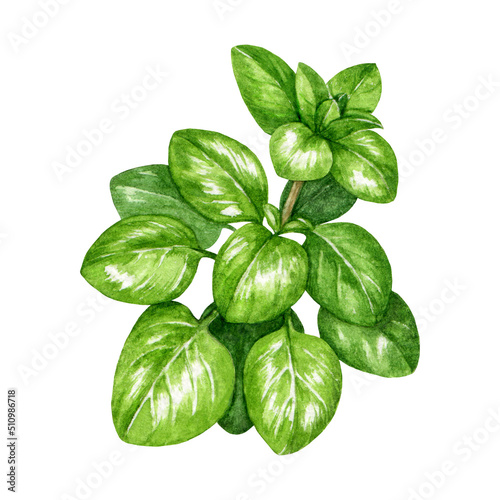 Oregano herb watercolor illustration. Hand drawn marjoram fresh plant element. Garden aromatic fresh herbal oregano spice. Green stem with fresh leaves on white background