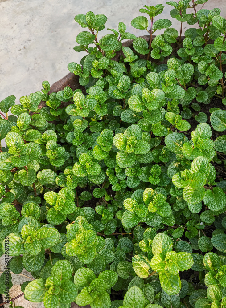 Fresh mint tree in nature Fresh mint tree in nature