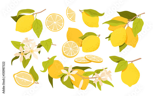 Set of lemon fruit and flowers. Branch with fresh lemons, natural vegan exotic food, acid citric and vitamin c, sliced and half lemon, tropical evergreen tree, lemonade drink vector illustration
