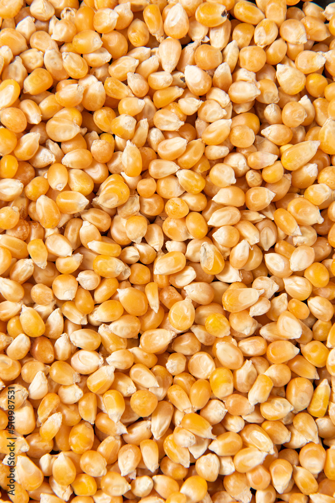 close up of dry corn texture background.