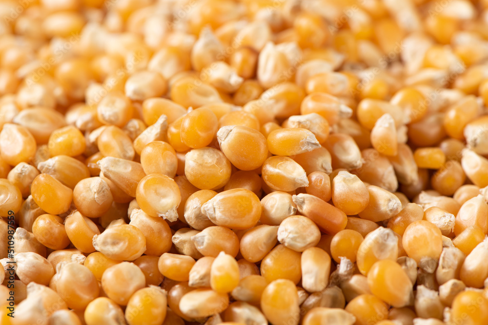 close up of dry corn texture background. close up of dry corn texture background.