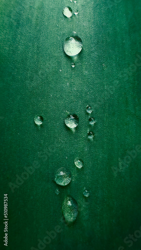 Macro green leaf background