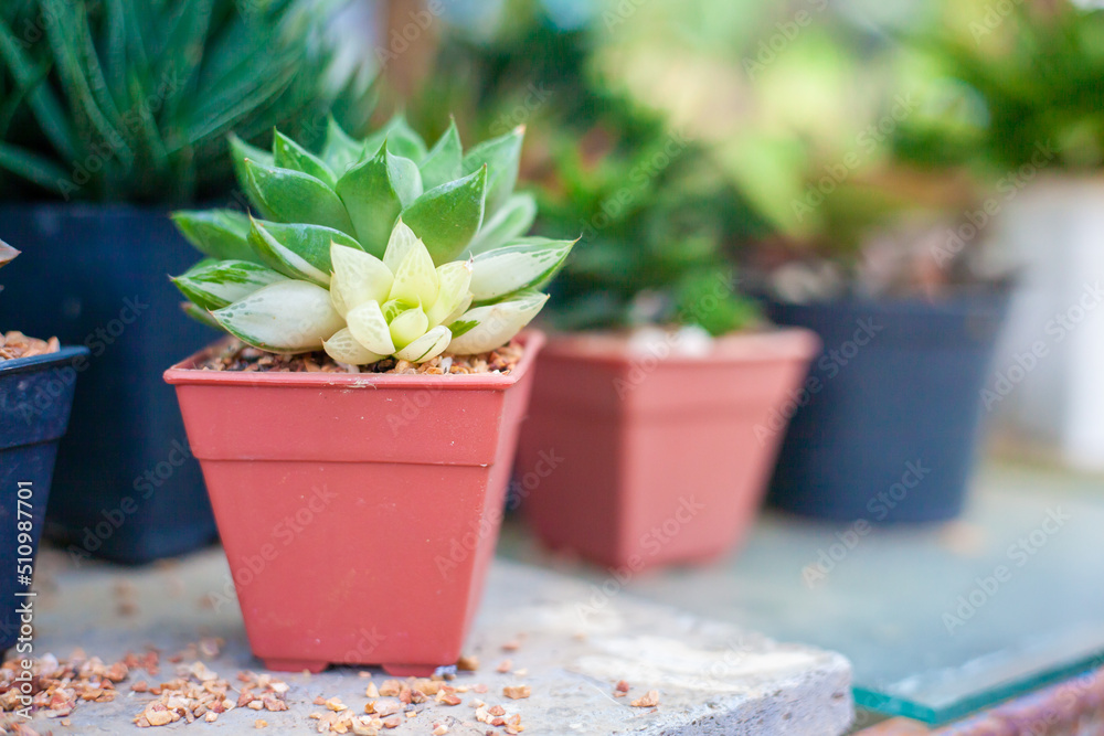 Collection of various cactus and succulent plants in different pots. Potted cactus house plants. Collection of various cactus and succulent plants in different pots. Potted cactus house plants.