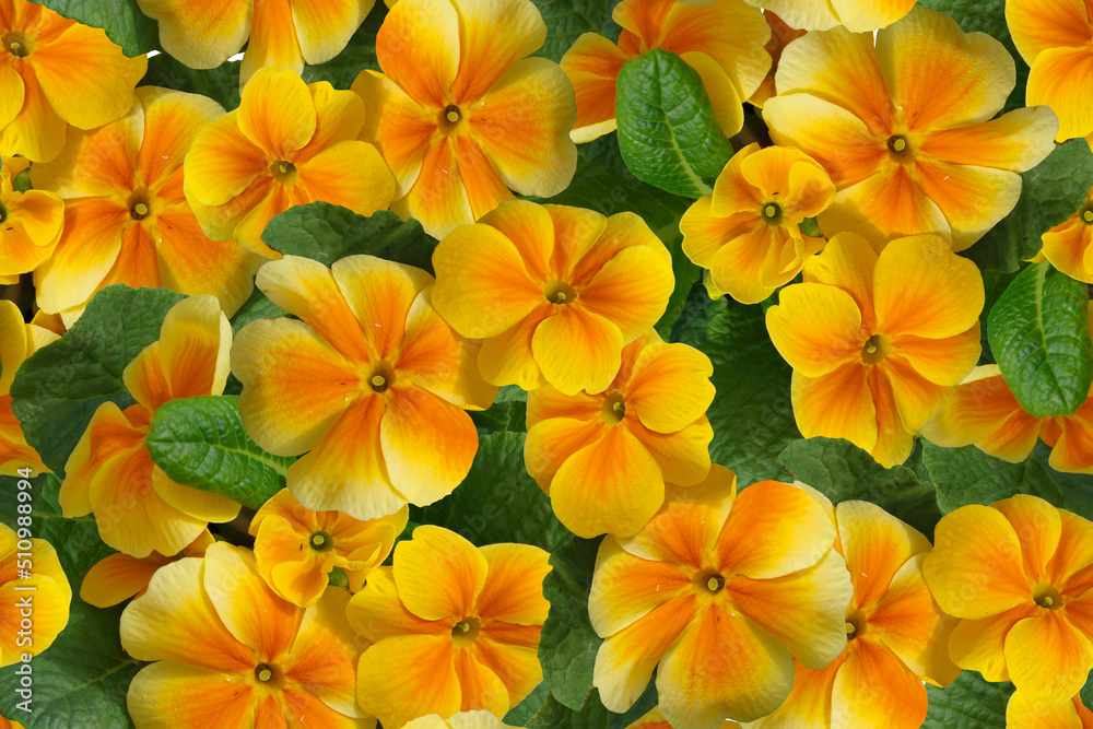 Obraz premium Seamless floral pattern with yellow violets.