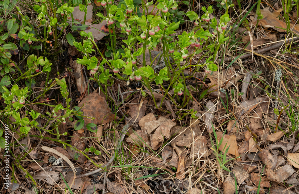 Fototapeta premium blueberries flowering in the forest