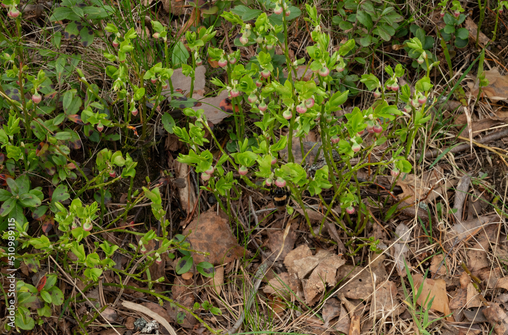 blueberries flowering in the forest blueberries flowering in the forest