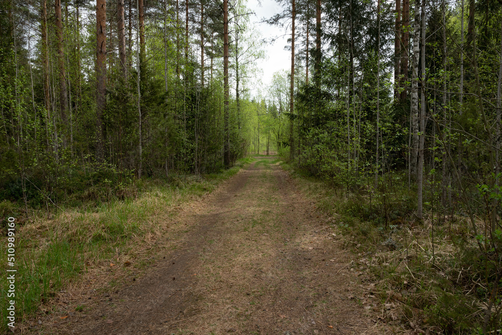 path in the forest path in the forest