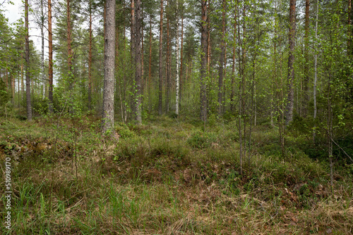 trees in the forest