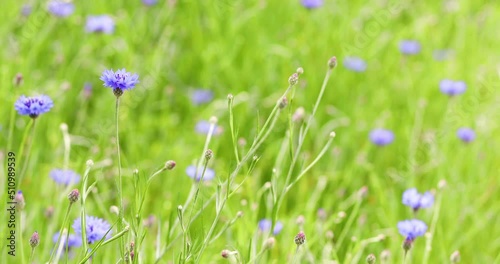 cornflower swaying in the wind photo