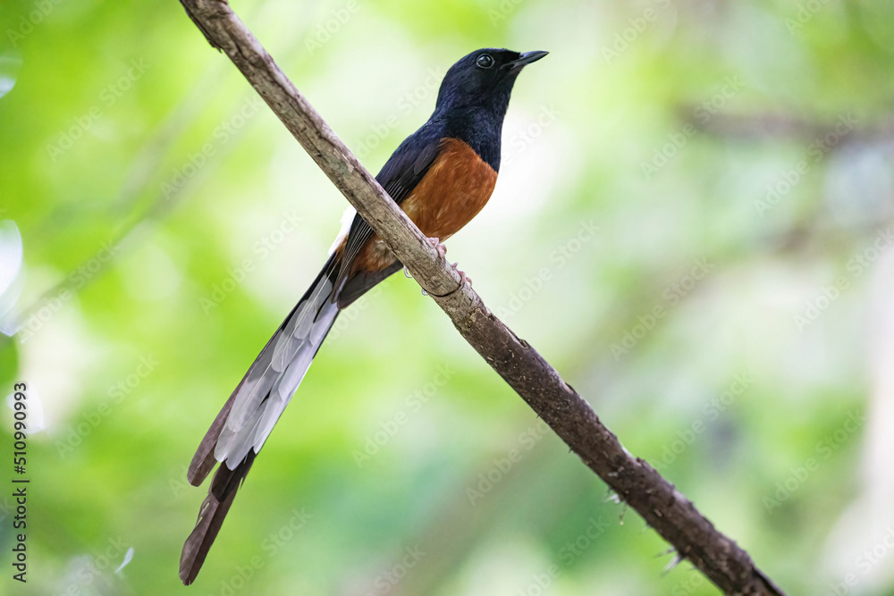 White rumped shama White rumped shama