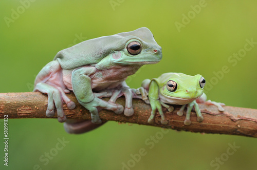 frog on a branch, tree frog, dumpy frog,