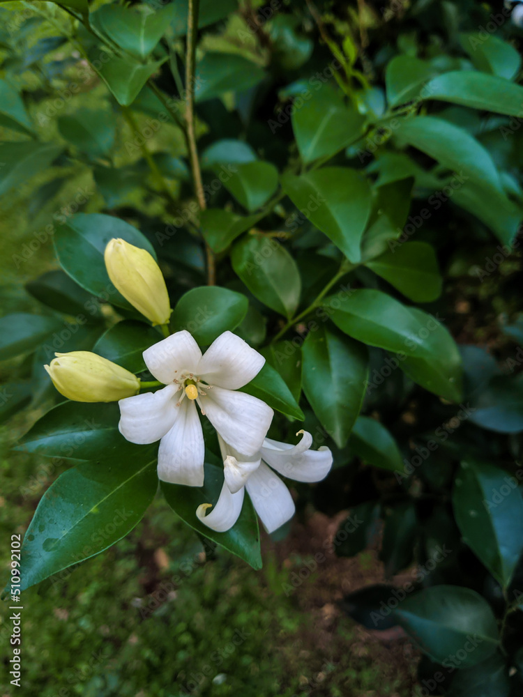 Fototapeta premium white frangipani flower