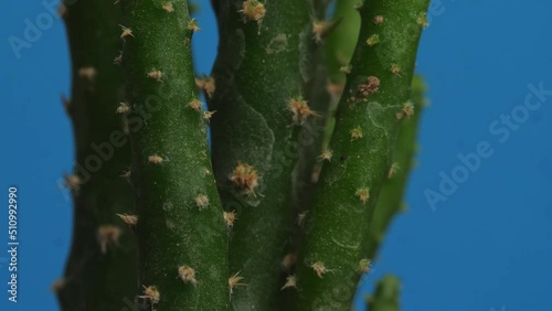 Close Up Of Opuntia Salmiana Plant Revolving Around Itself On The Blue Screen Background
 photo